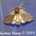 Calliteara pudibunda f. concolor