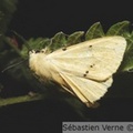 Spilarctia lutea, l'écaille-lièvre, mâle