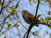 Passerella iliaca, Fox sparrow, Bruant fauve