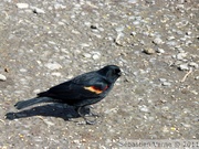 Agelaius phoeniceus, Red-winged blackbird, Carouge à épaulettes