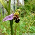 Ophrys abeille - Oprhys apifera
