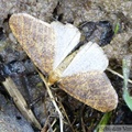 L'hibernie défeuillante, Erannis defoliaria, mâle