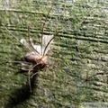 Opilion dévorant un mâle de cheimatobie hiémale (ou phalène brumeuse), Operophtera brumata