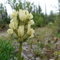 Oxytropis maydelliana, Maydell's oxytrope, Oxytropis de Maydell, Tombstone Park, Dempster Highway, Yukon
