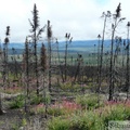 Zone brûlée, Eagle Plains, Dempster Highway, Yukon