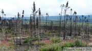 Zone brûlée, Eagle Plains, Dempster Highway, Yukon