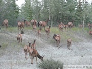 Cervus canadensis, Elks, Wapitis, Alaska Highway, west of Whitehorse, Yukon