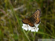 Boloria chariclea, Arctic Fritillary, Hidden Lake Trail, Tetlin wildlife refuge, Alaska