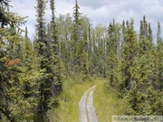 Hidden Lake Trail, Tetlin wildlife refuge, Alaska