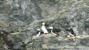 Fratercula corniculata, Horned puffin, Macareux cornu, Prince William sound cruise, Alaska