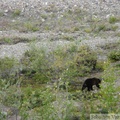 Ursus arctos horribilis, Grizzly, Denali Park, Alaska
