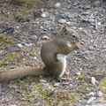 Tamiasciurus hudsonicus, Red squirrel, Écureuil roux, Denali Park, Alaska