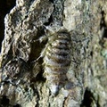Apocheima hispidaria, la nyssie hispide, femelle