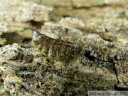 Apocheima hispidaria, la nyssie hispide, femelle