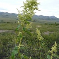 Aconogonon alpinum, Alaska wild rhubarb, Dempster Highway, Yukon