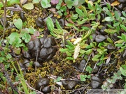 Ovis dalli, Dall sheeps droppings, crottes de Mouflon de Dall, Igloo mountain hike, Denali Park, Alaska