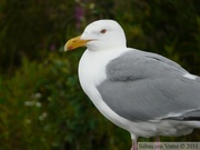 Larus smithsonianus, American Herring Gull, Goéland hudsonien