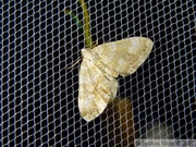 Perizoma flavofasciata, Phalène décolorée