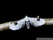 08509 Eupithecia centaureata