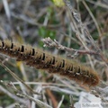 Lasiocampa quercus, le Bombyx du Chêne, chenille