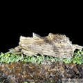 Pterostoma palpina, le Museau