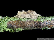 Pterostoma palpina, le Museau