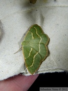 Hylaea fasciaria, la Bilieuse
