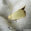 Arenostola phragmitidis, la Noctuelle du roseau à balais