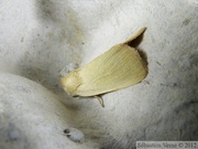 Arenostola phragmitidis, la Noctuelle du roseau à balais