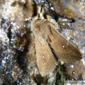 Mythimna albipuncta 1.jpg