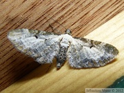08539 Eupithecia succenturiata