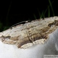 Menophra abruptaria, la Boarmie pétrifiée