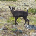 Rangifer tarandus, Caribou, Golden Horn, Whitehorse, Yukon, Canada