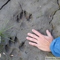 Empreintes de loup, Wolf tracks, Canis lupus, Teslin River, Yukon, Canada