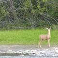 Odocoileus hemionus, Mule deer, Cerf mulet, femelle, Teslin River, Yukon, Canada