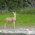 Odocoileus hemionus, Mule deer, Cerf mulet, femelle, Teslin River, Yukon, Canada