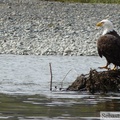 Haliaeetus leucocephalus, Bald eagle, Pygargue à tête blanche, Teslin River, Yukon, Canada