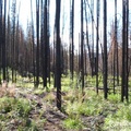 Forêt brûlée, Yukon River, Yukon, Canada