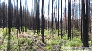 Forêt brûlée, Yukon River, Yukon, Canada