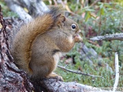 Tamiasciurus hudsonicus, Red squirrel, Écureuil roux, Grizzli Lake trail, Tombstone Park, Yukon, Canada