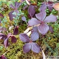Cornus canadensis, cornouiller du Canada, bunchberry, Grizzli Lake trail, Tombstone Park, Yukon, Canada