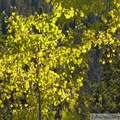 Peuplier faux-tremble, Populus tremuloides, L'or du Yukon, Fish Lake, Whitehorse, Yukon, Canada