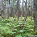 L'enfer : parterre de Devil's club (Bois piquant, Oplopanax horridus) au Mount Riley, Haines area, Alaska