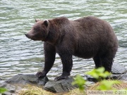 Ursus arctos horribilis, Grizzly