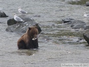 Ursus arctos horribilis, grizzli, Chilkoot River, Alaska