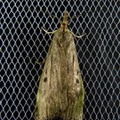 Aphomia sociella, Pyrale du bourdon, Bee Moth, femelle