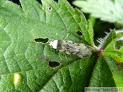 Endrosis sarcitrella, Teigne de la colle, White-shouldered House-moth