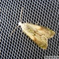 Aphomia sociella, Pyrale du bourdon, Bee Moth, mâle