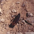 Aeropus sibiricus mâle, Dent d\'Oche (74) 24-07-1999 -115.jpg