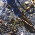 Chortippus brunneus femelle, Châteaux d\'Allinges (74) 19-06-1999 -107.jpg